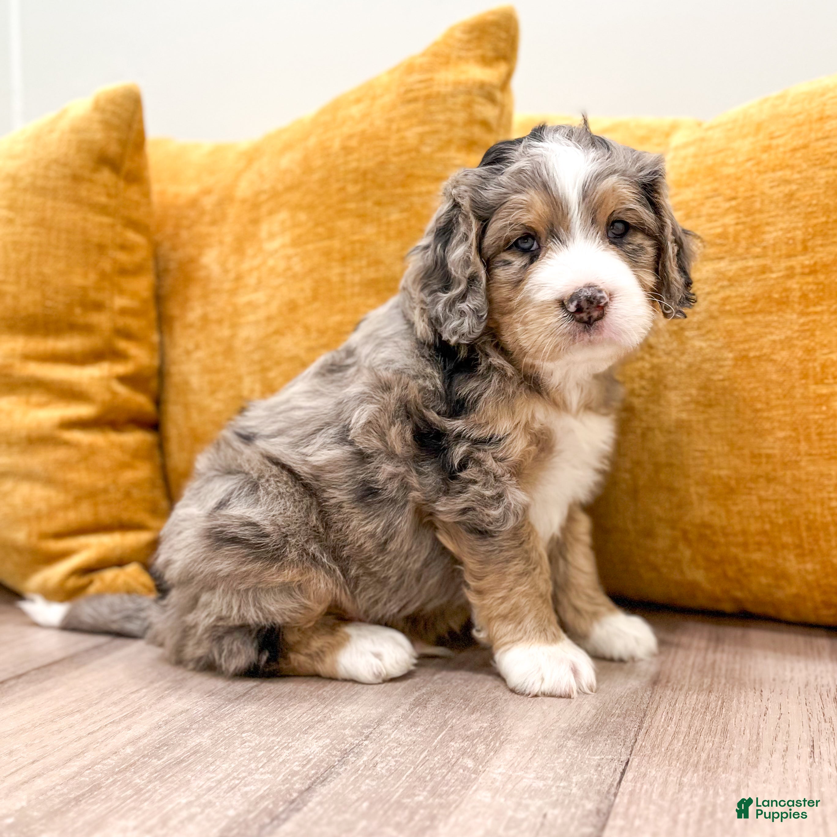 Mini Bernedoodle dogs for sale: Cooper - Ad 1