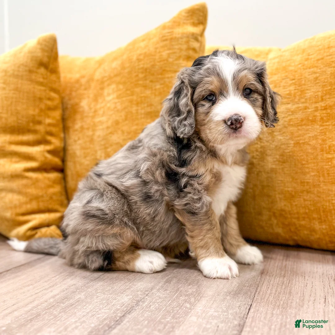Mini Bernedoodle dogs for sale: Cooper - Ad 1
