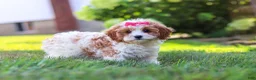 Cavapoo dogs for sale: Lilly - Ad 7