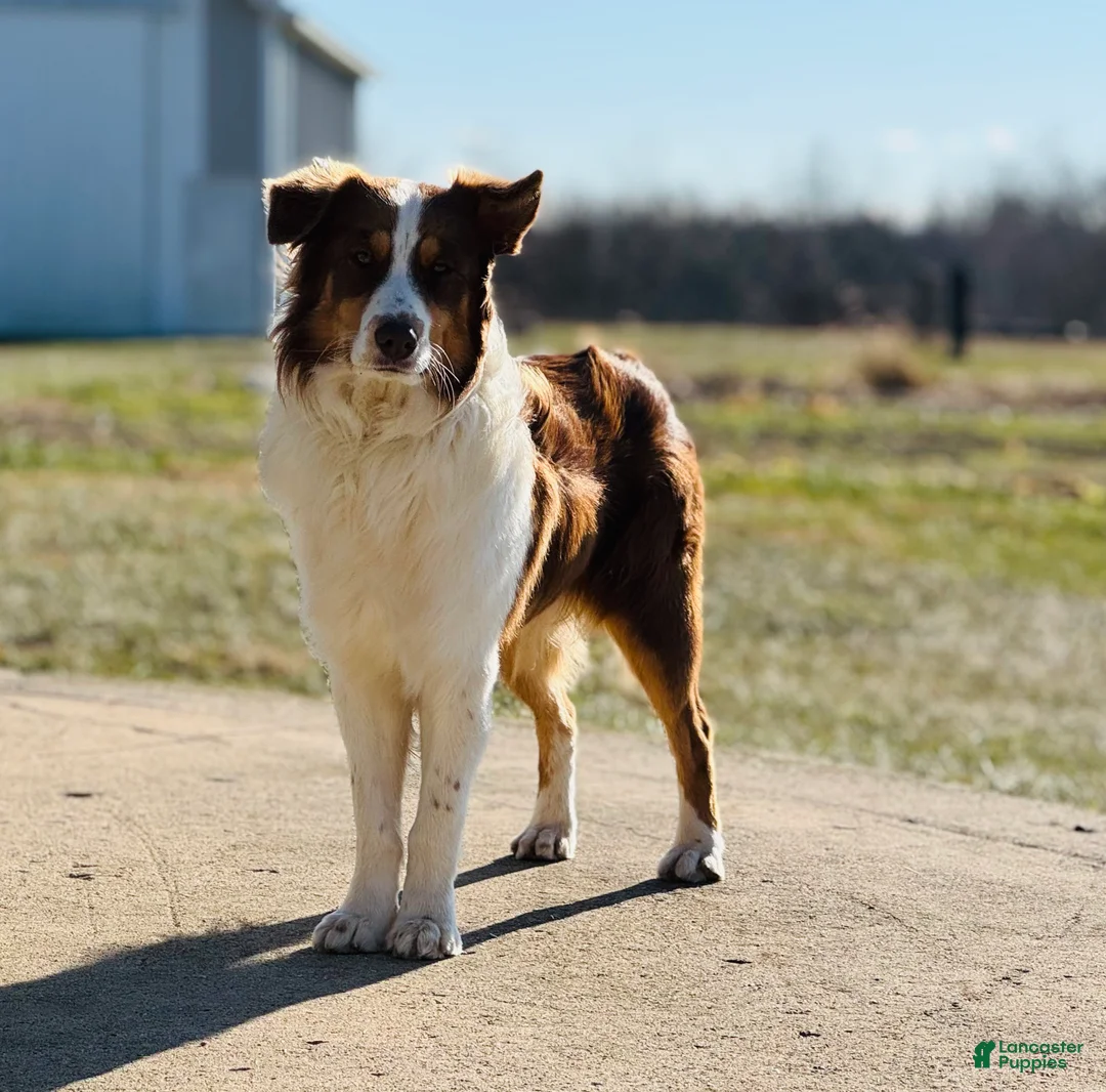 Australian Shepherd dogs for sale: Jollie  - Ad 14