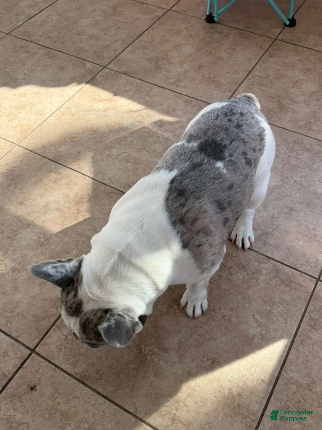 French Bulldog dogs for sale: Fluffy French Bulldog - Ad 2