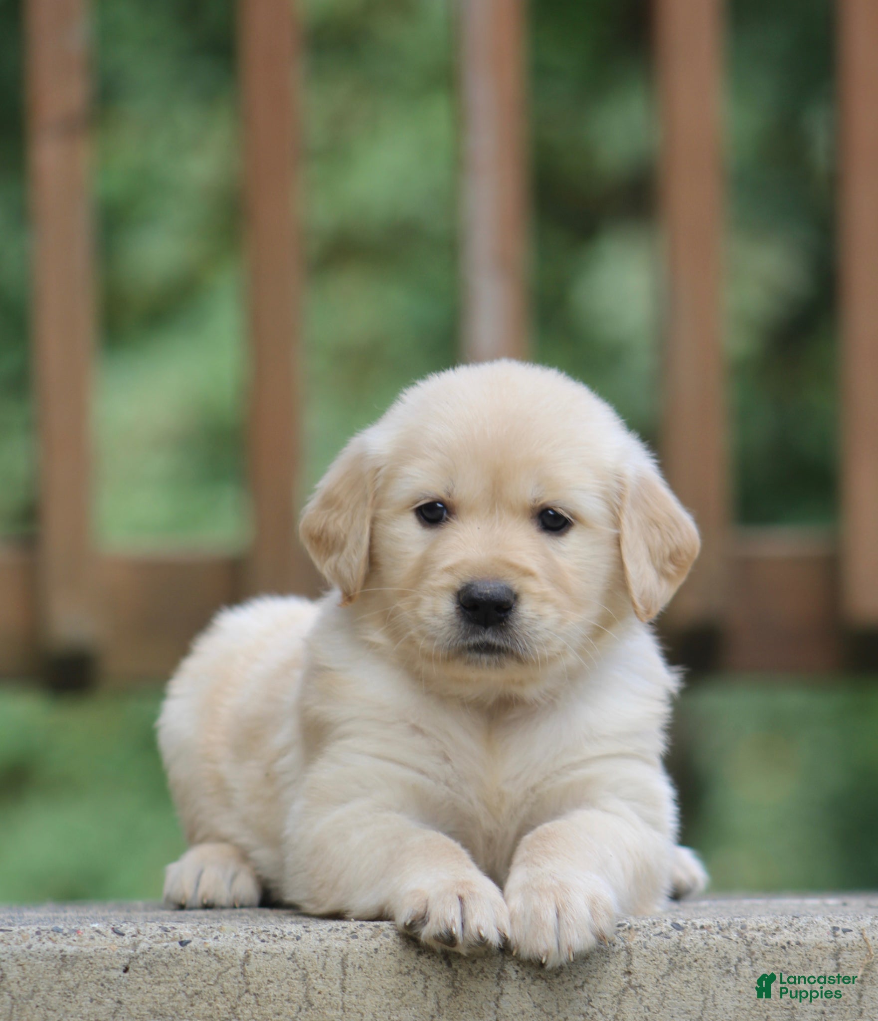 Golden Retriever dogs Golden Retriever Puppy 1 - Ad 23