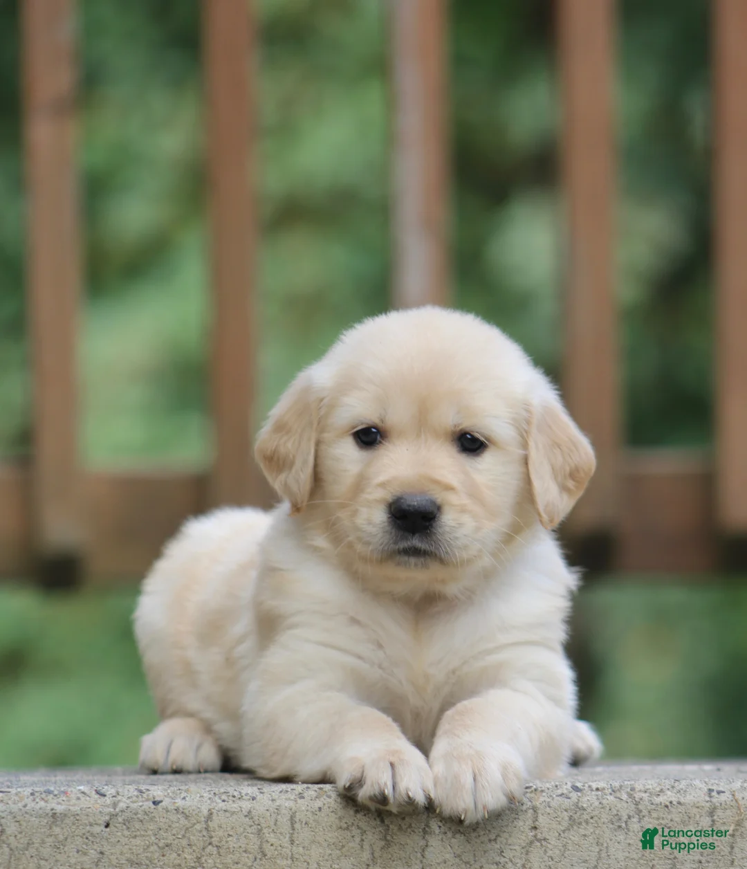 Golden Retriever dogs for sale: Golden Retriever Puppy 1 - Ad 1