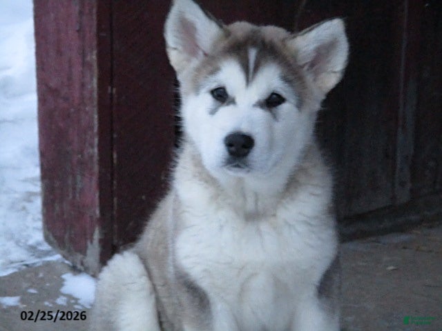 Alaskan Malamute dogs Kodiak - Ad 1