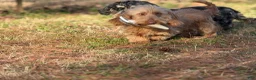 Miniature Dachshund dogs for sale: SILKY  Red/cream girl - Ad 10