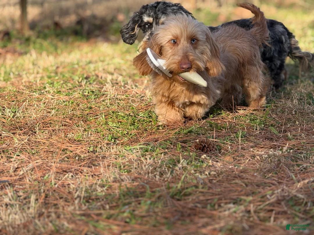 Miniature Dachshund dogs for sale: SILKY  Red/cream girl - Ad 10