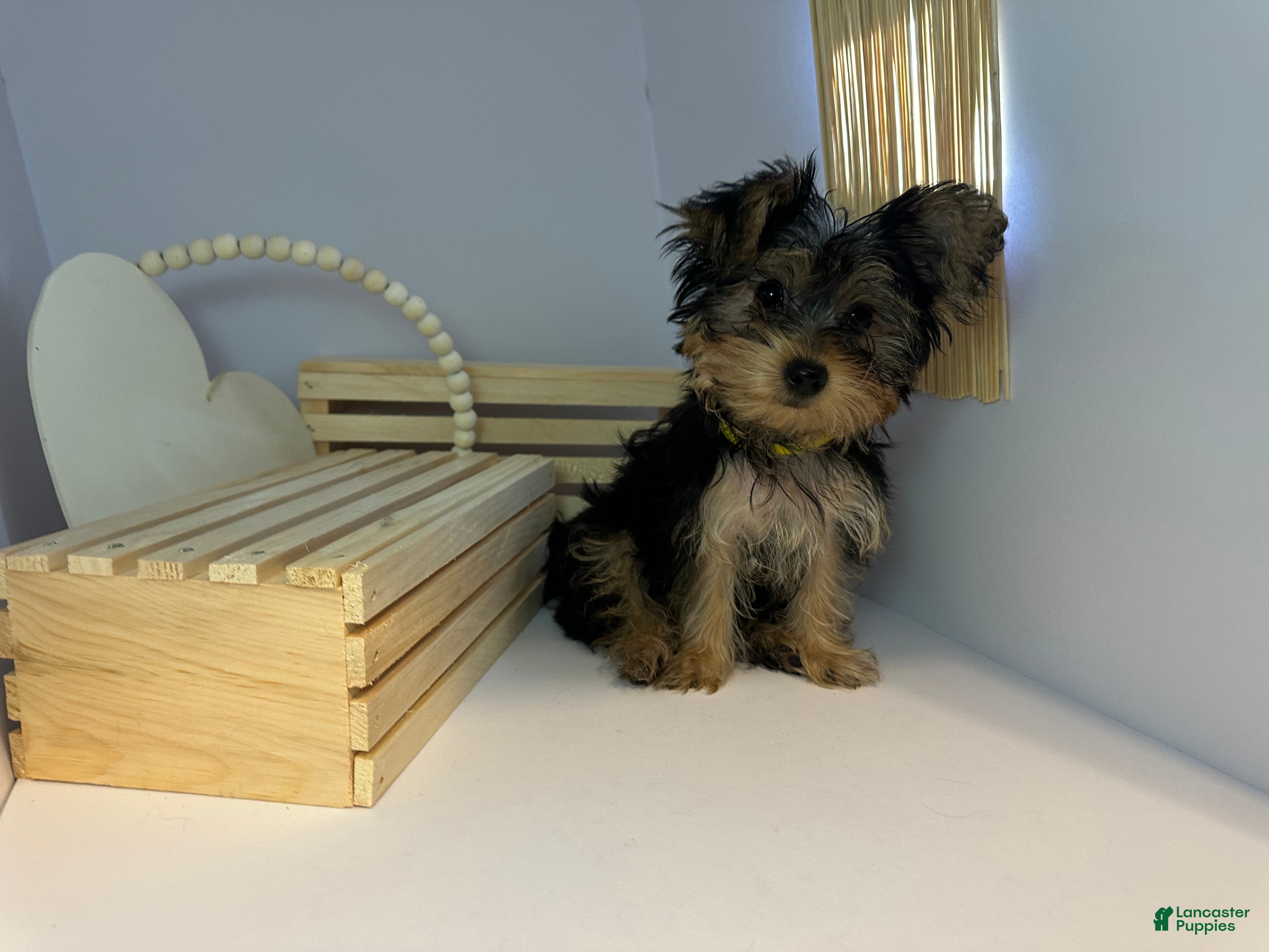 Yorkshire Terrier dogs Darling  - Ad 2