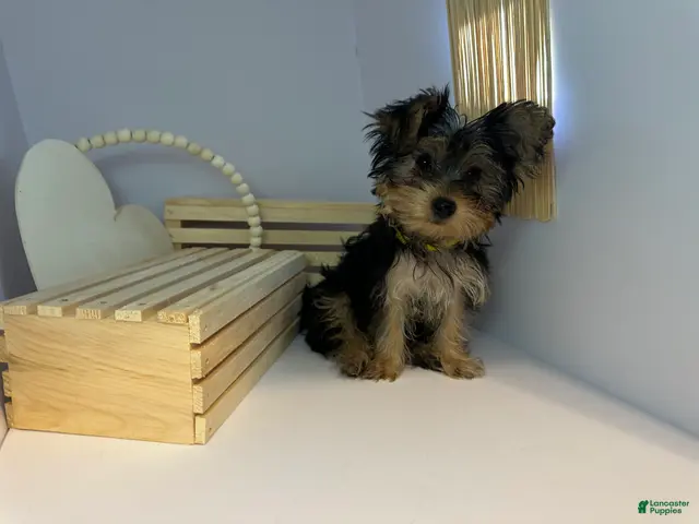 Yorkshire Terrier dogs for sale: Darling - Ad 2