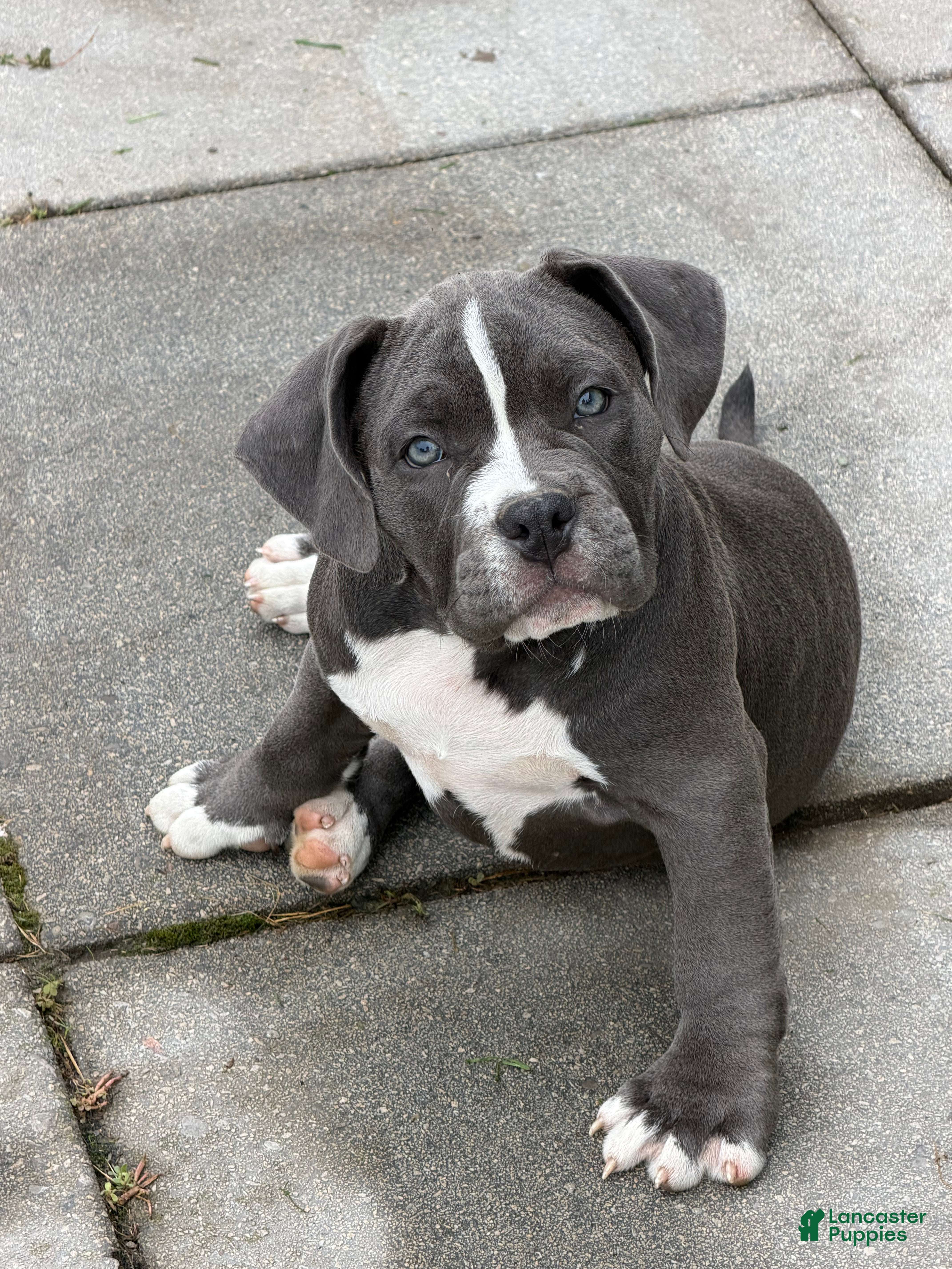 American Bully dogs American Bully 5 - Ad 22