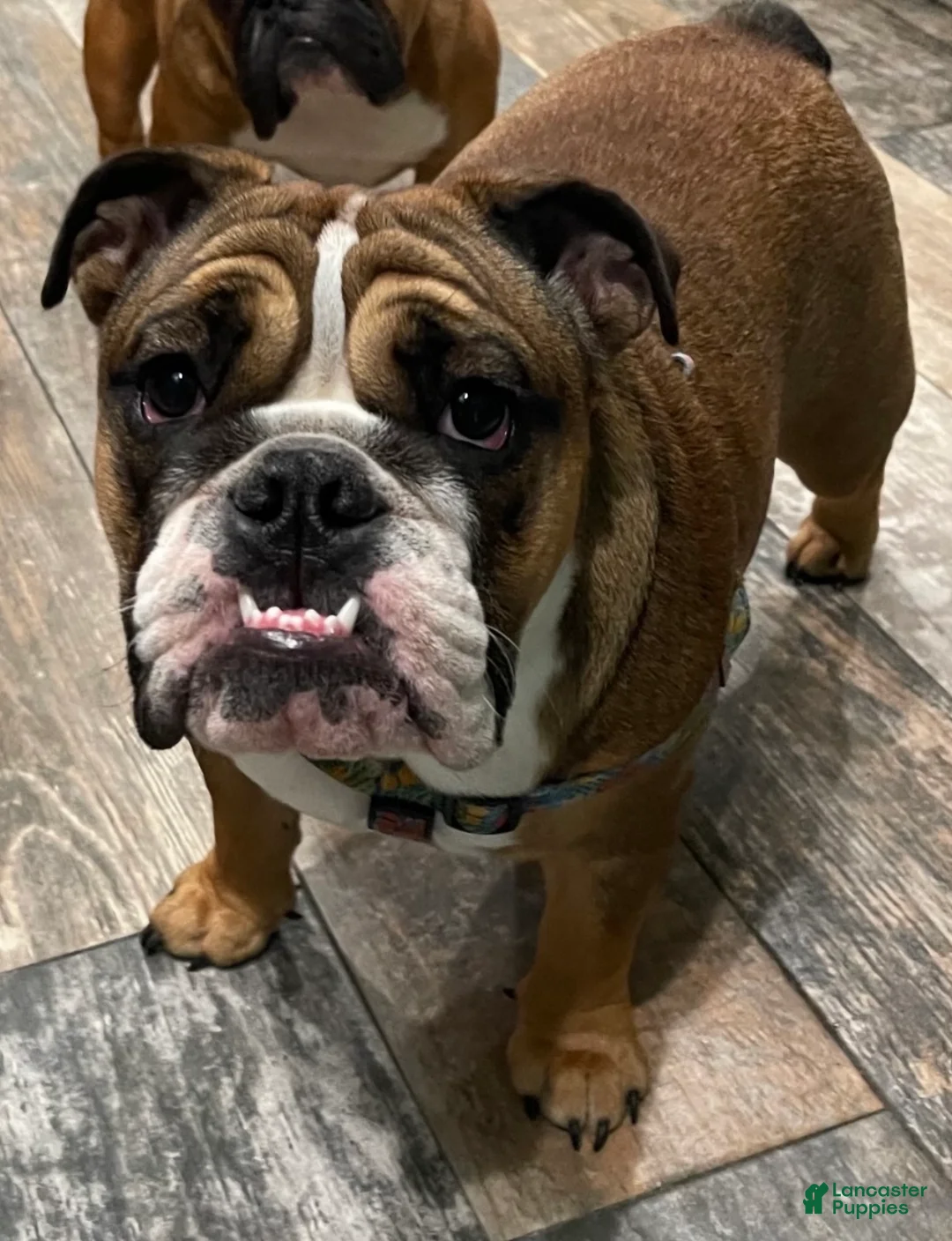 English Bulldog dogs for sale: English Bulldog Puppy 1 - Ad 8