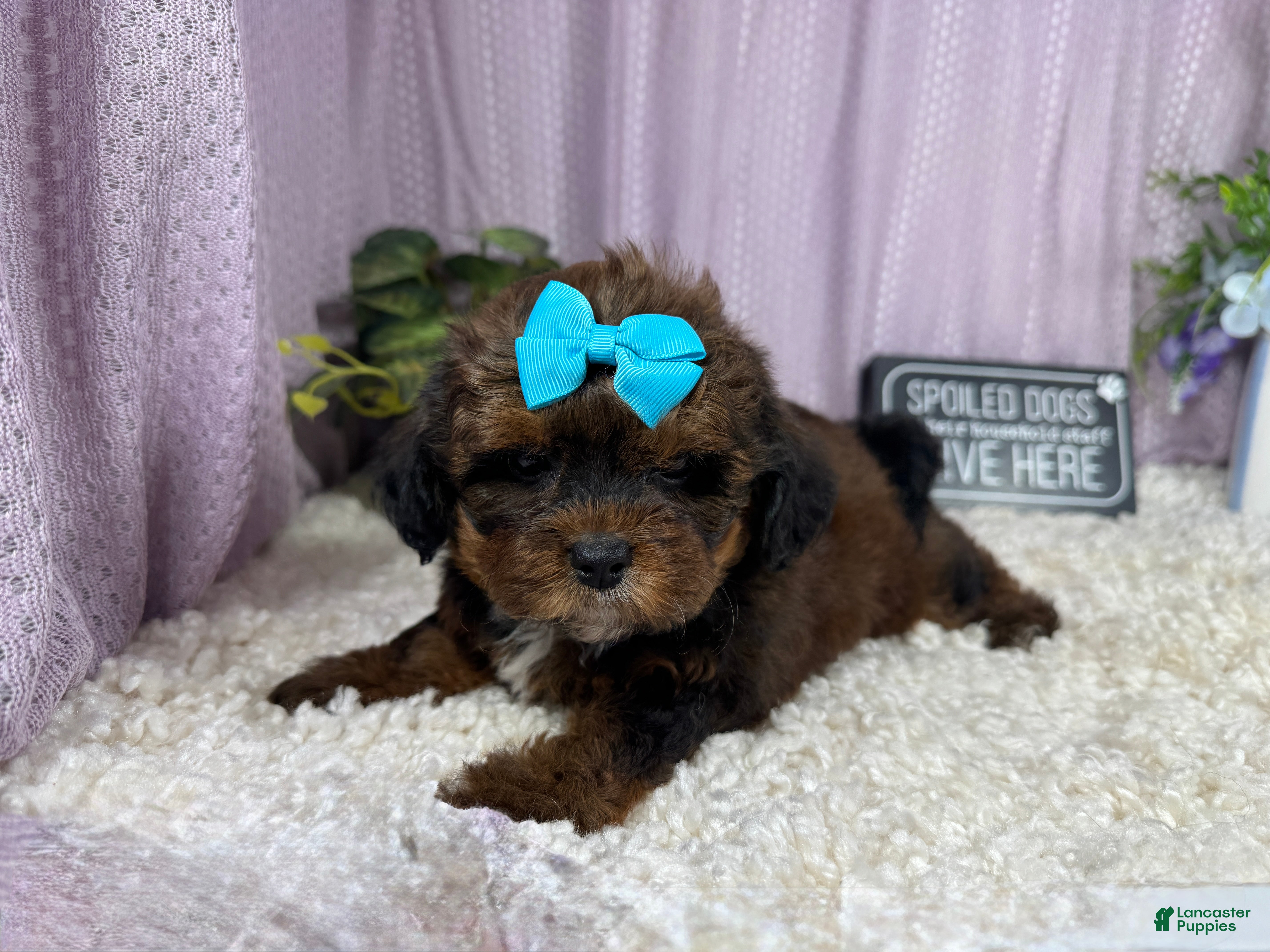 Shihpoo dogs Shihpoo 4 - Ad 7