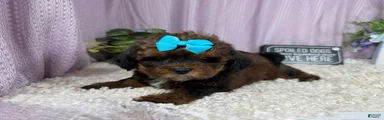 Shihpoo 4