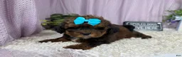 Shihpoo dogs for sale: Shihpoo 4 - Ad 1