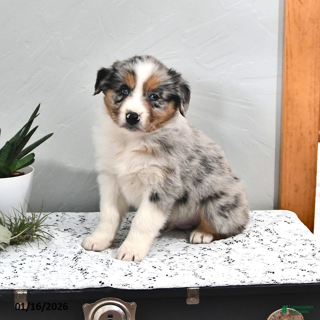Australian Shepherd dogs for sale: Jace  - Ad 3