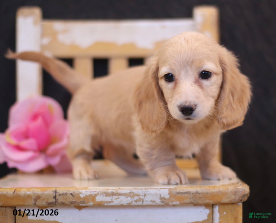 Miniature Dachshund dogs Leah - Ad 25