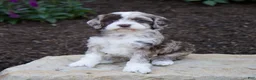 Mixed Breed dogs for sale: Flora - Ad 7