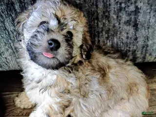 Doxiepoo dogs for sale: Doxiepoo 1 Bailey - Ad 4