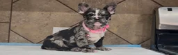 French Bulldog dogs for sale: Luna  - Ad 5