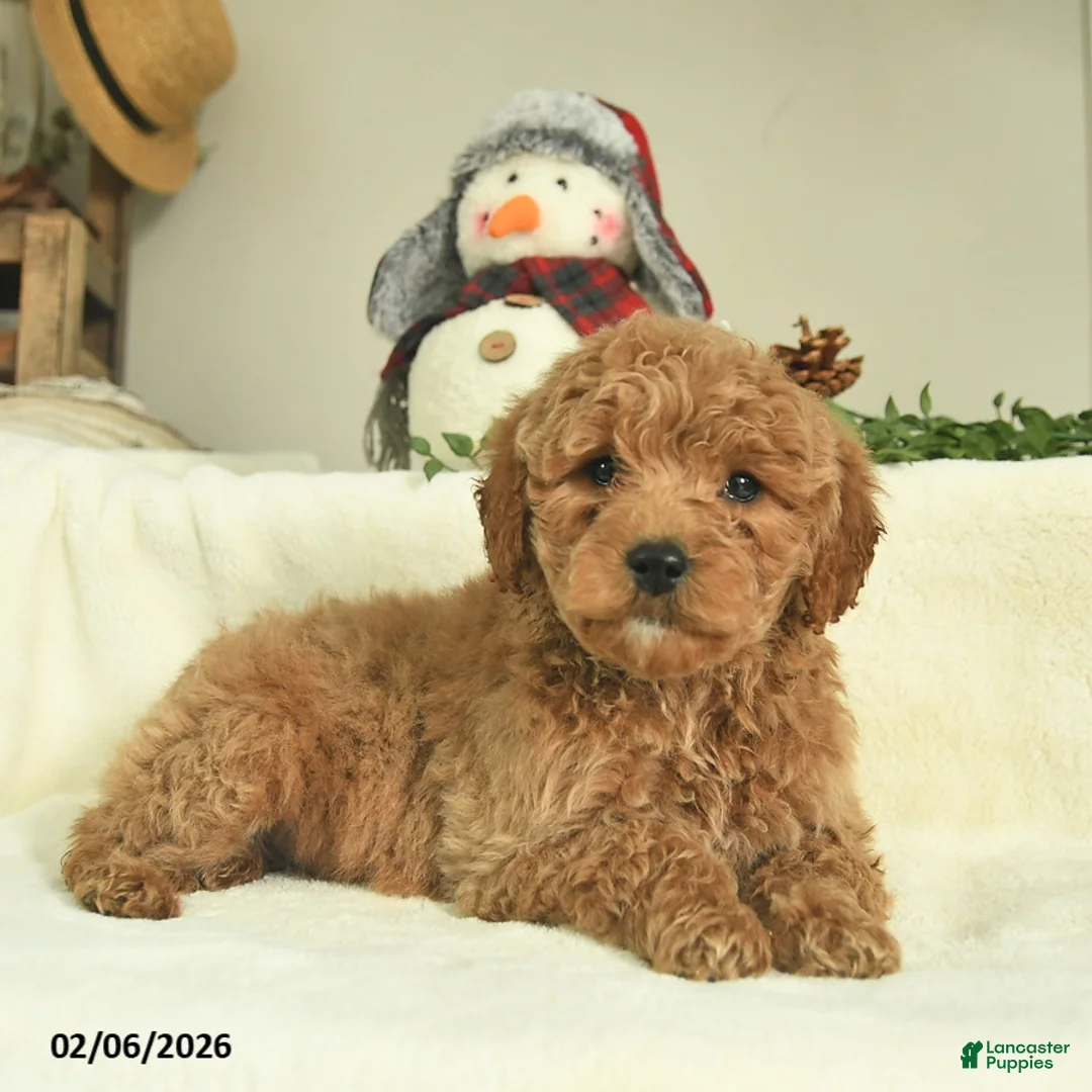 Goldendoodle dogs for sale: Diamond  - Ad 3