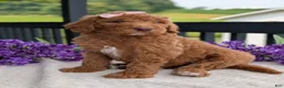 Goldendoodle dogs for sale: Miss Daisy - Ad 19