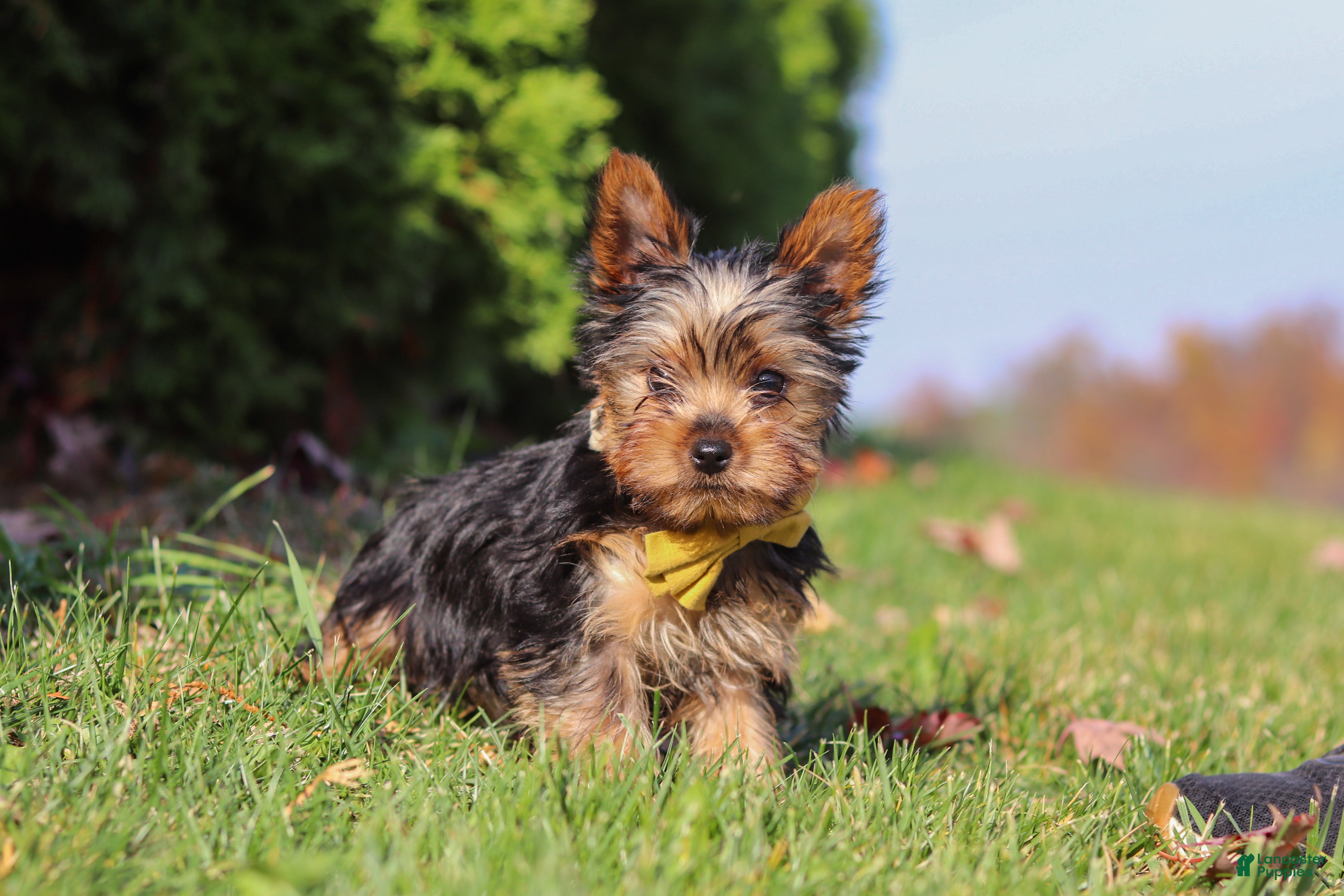 Yorkshire Terrier dogs for sale: Jay  - Ad 2
