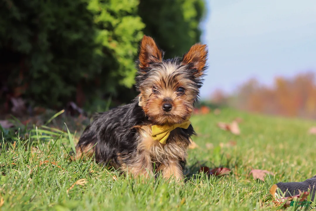 Yorkshire Terrier dogs for sale: Jay  - Ad 2