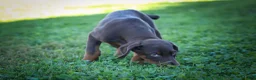 Doberman Pinscher dogs for sale: PENNY - Ad 16