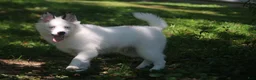 Pomsky dogs for sale: Prince - Ad 3