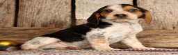 Beagle dogs for sale: Dasher - Ad 4