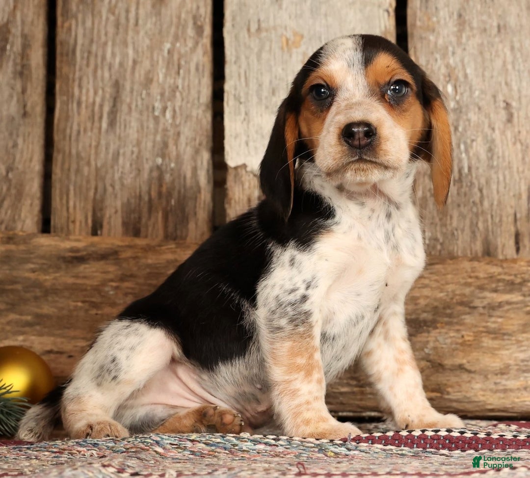 Beagle dogs for sale: Dasher - Ad 4