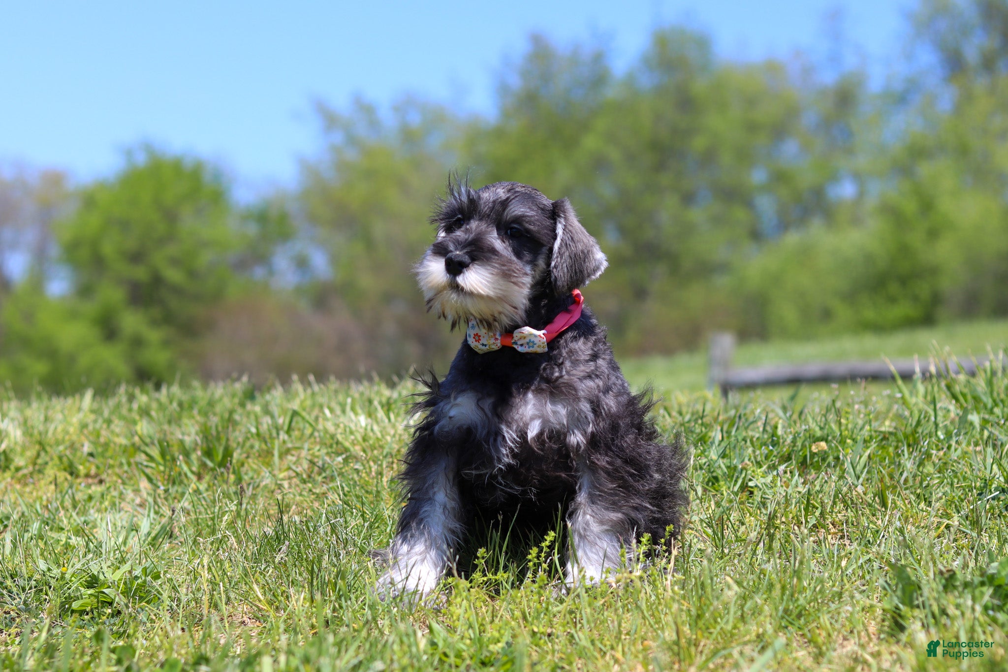 Miniature Schnauzer dogs Layla - Ad 2