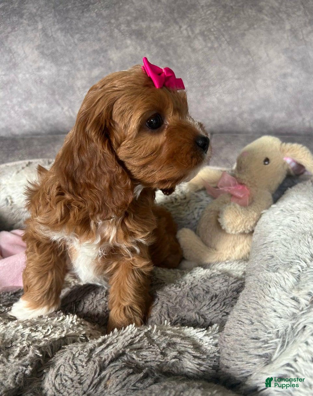 Cavapoo dogs for sale: Bella - Ad 8