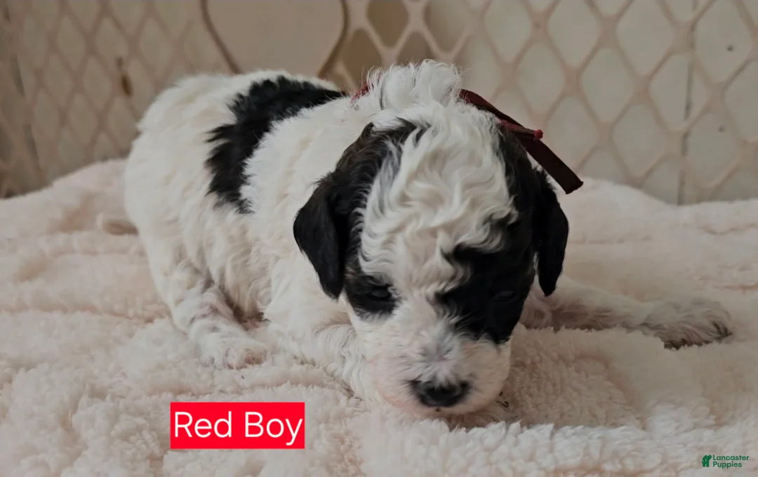 Cavapoo dogs for sale: Cavapoo - Red Boy - Ad 2