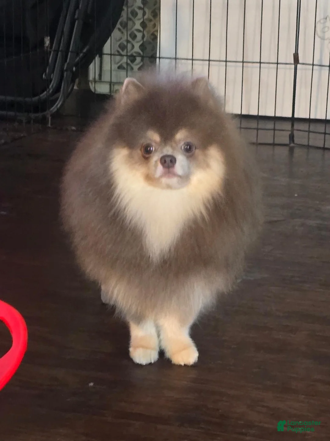 Pomeranian dogs for sale: Bashful  - Ad 11