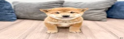 Shiba Inu dogs for sale: Charmer - Ad 1