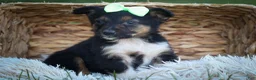Mini Aussiedoodle dogs for sale: Lando🐶 - Ad 2