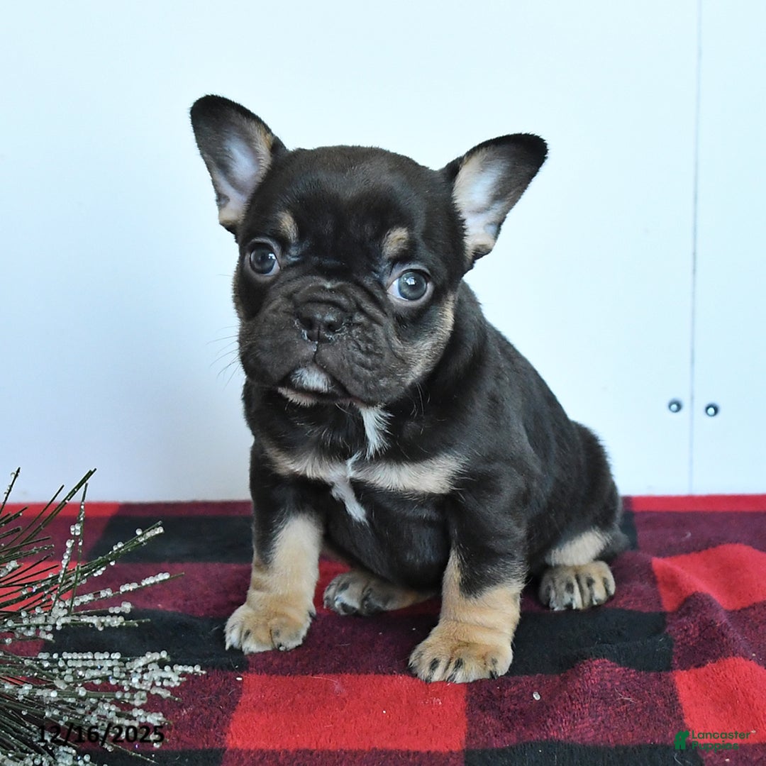 Mixed Breed dogs for sale: Dahlia - Ad 2