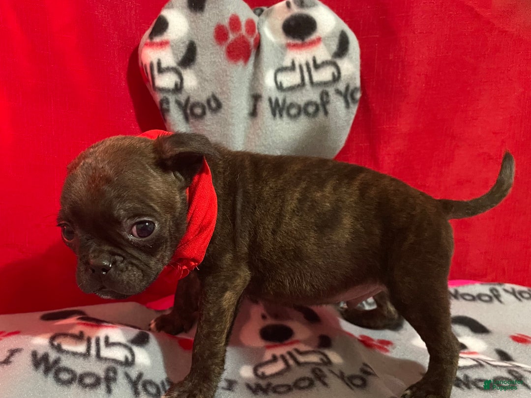 Mixed Breed dogs for sale: Valentino - Ad 4