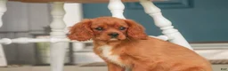 Cavalier King Charles Spaniel dogs for sale: Grady Cavalier King Charles Spaniel  - Ad 9