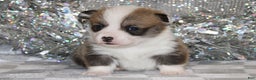 Welsh Corgi Pembroke dogs for sale: Sophie OFA Parents - Ad 9