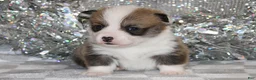 Welsh Corgi Pembroke dogs for sale: Carlotta - Ad 23