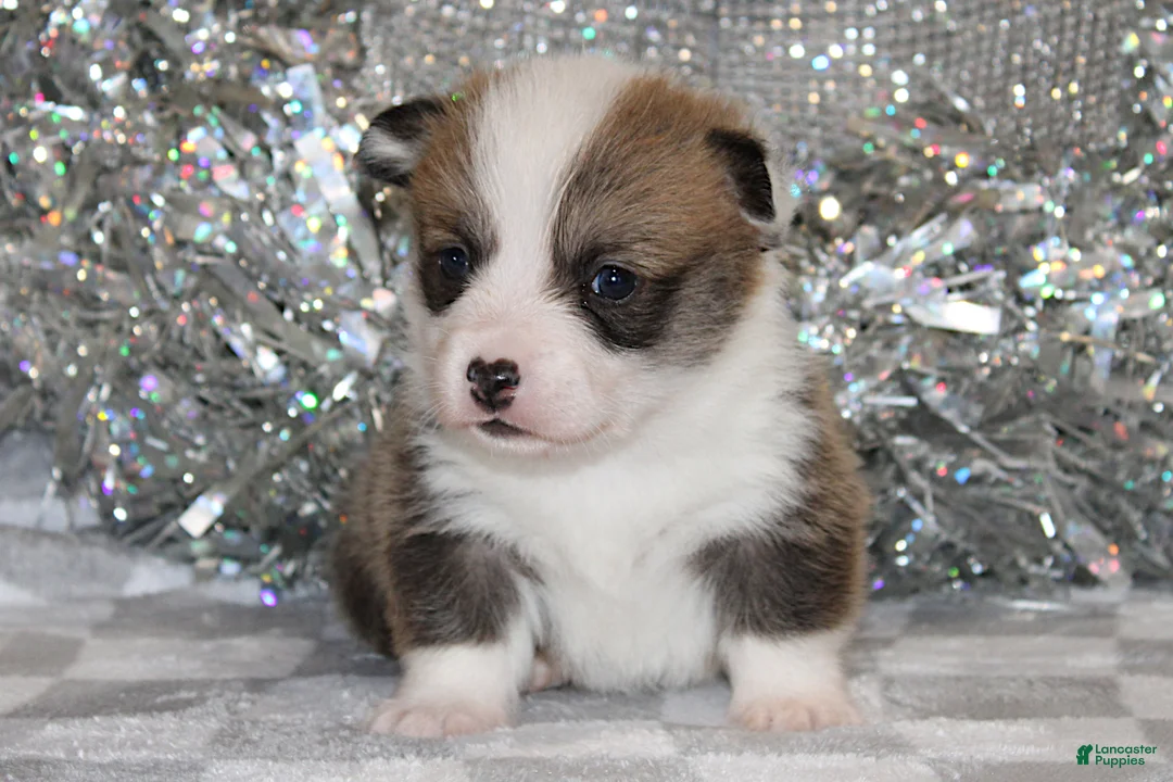 Welsh Corgi Pembroke dogs for sale: Carlotta - Ad 23