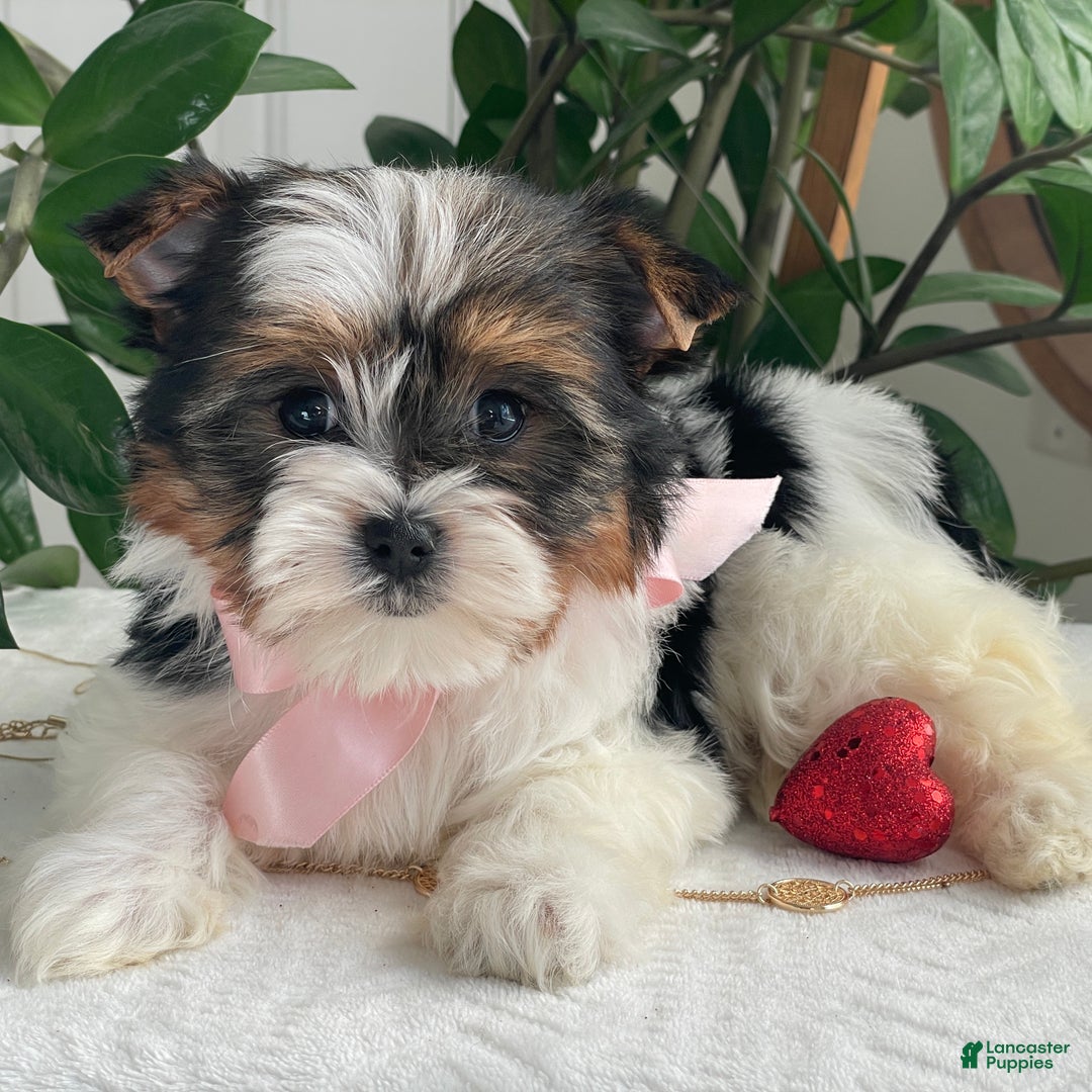 Biewer Terrier dogs for sale: Kiwi - Ad 12