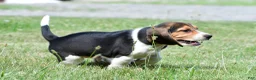 Beagle dogs for sale: Diesel - Ad 7
