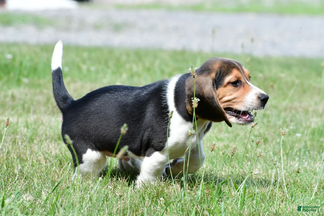 Beagle dogs for sale: Diesel - Ad 7