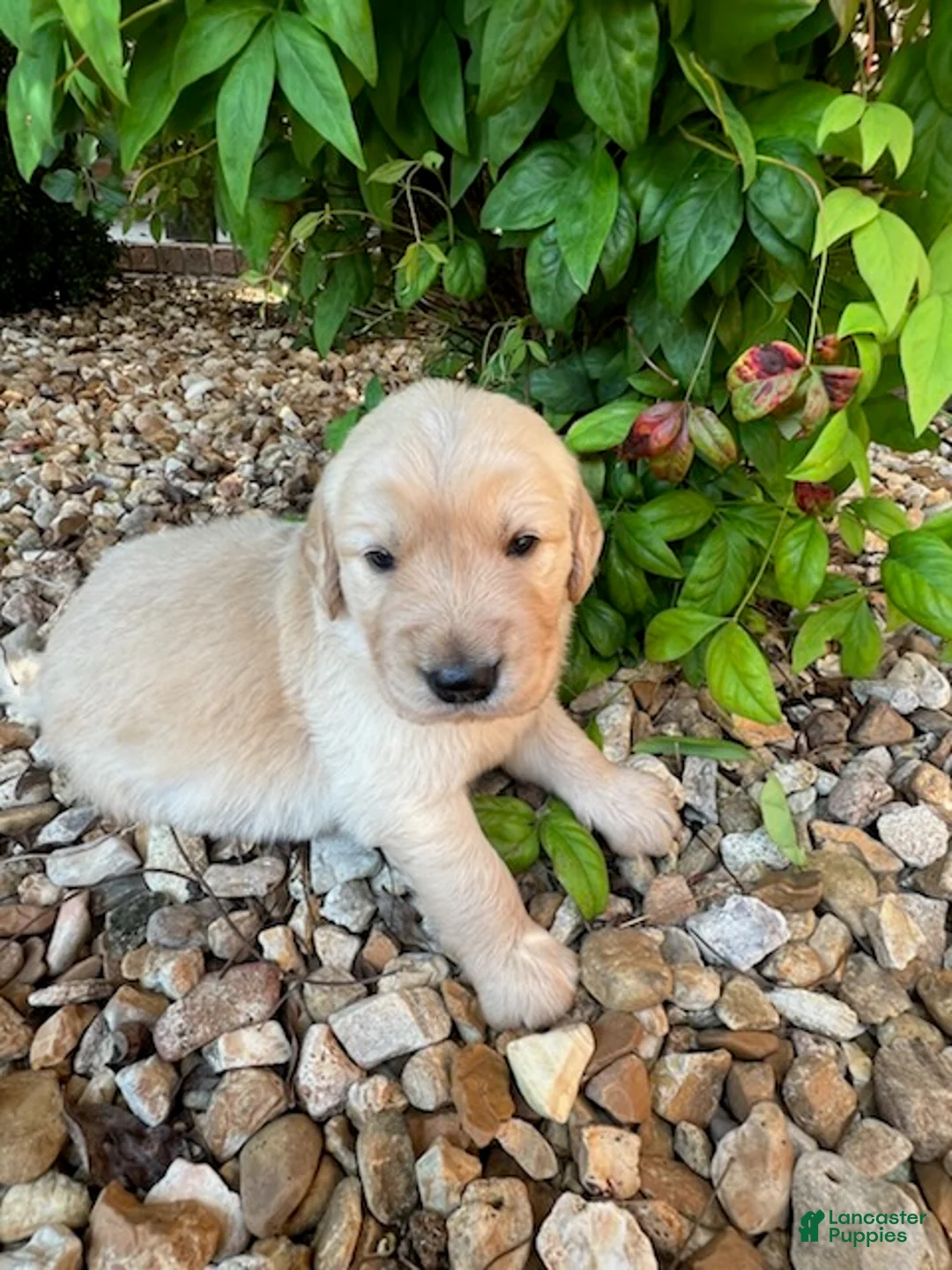 Golden Retriever dogs for sale: Evan - Ad 2