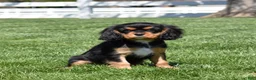 Cavalier King Charles Spaniel dogs for sale: Maple  - Ad 2