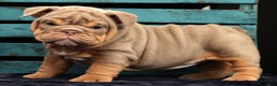 English Bulldog dogs for sale: Shelly - Ad 2