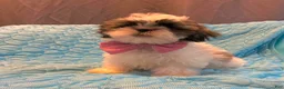 Shih Tzu dogs for sale: Cinnamon  - Ad 9