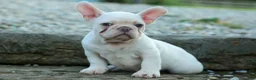 French Bulldog dogs for sale: Snoopy 🐶 - Ad 8